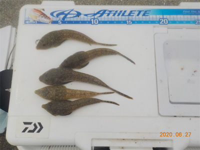 ピンギス絶好調