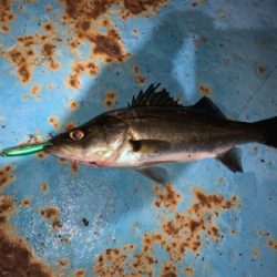 懲りずにバチシーバス