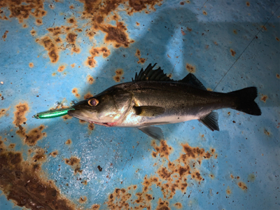 懲りずにバチシーバス