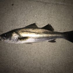 まぁまぁ活性高い?