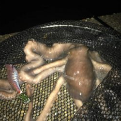 イカはお留守…でも外道のテナガダコGET (^^)/