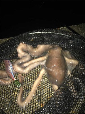 イカはお留守…でも外道のテナガダコGET (^^)/