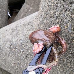 雨上がりオクトパッシング