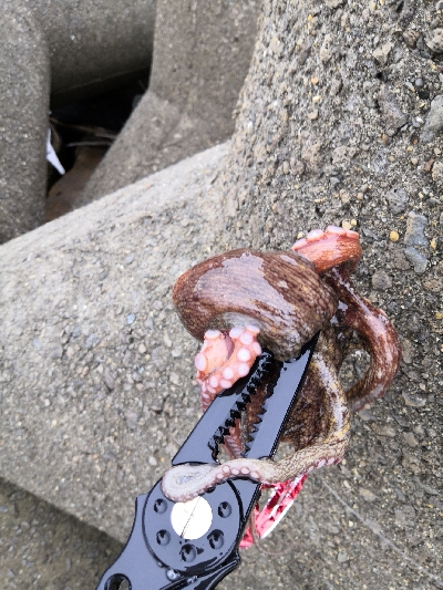 雨上がりオクトパッシング