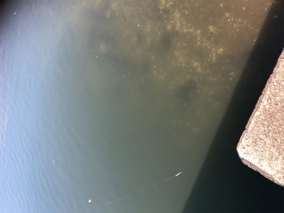 連日短時間アジング