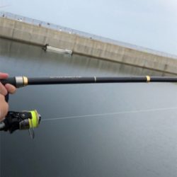 ハマチはまだか、、