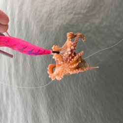 ナイト〜タコ〜マズメ〜ナイト