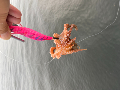 ナイト〜タコ〜マズメ〜ナイト