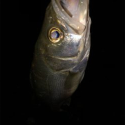 サイズが出ない