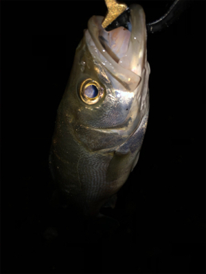 サイズが出ない