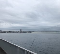 メタルジグに大タコ