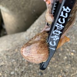 ショアタコで自己新!