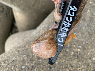 ショアタコで自己新!