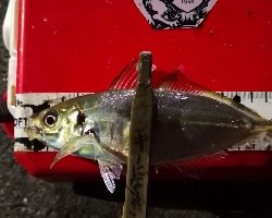 アジング練習 159