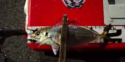 アジング練習 159