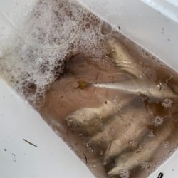 アジングでサバ大量