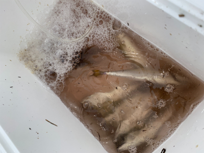 アジングでサバ大量