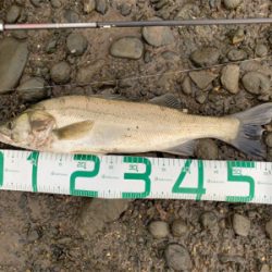 塩分濃度低く濁りが酷い