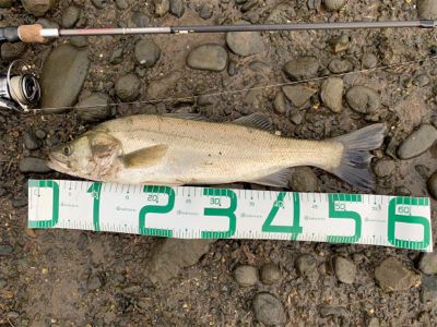 塩分濃度低く濁りが酷い