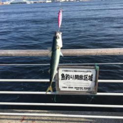 SSJならば小サバ♪珍しくタコ渋く。。。