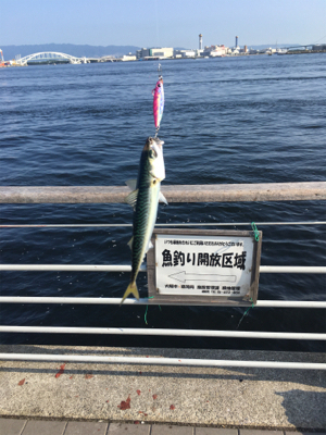 SSJならば小サバ♪珍しくタコ渋く。。。