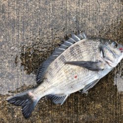 雨の中エビ撒き