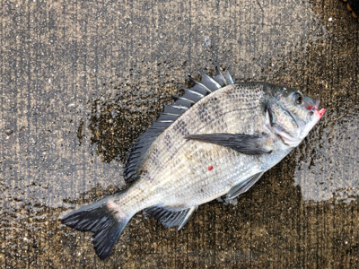 雨の中エビ撒き