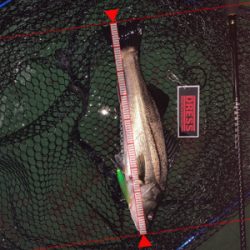 まだまだまだバチシーバス