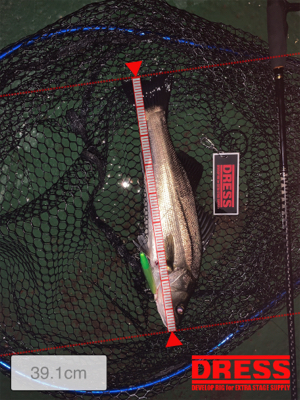 まだまだまだバチシーバス