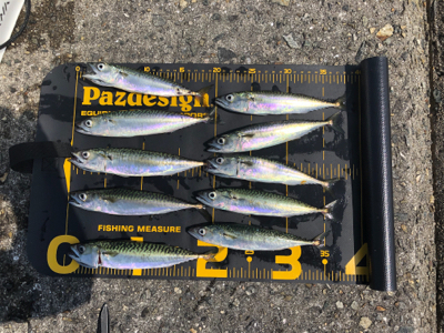 青物は何処へ…