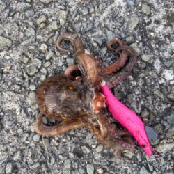 昼までもタコ釣れた^_^♫