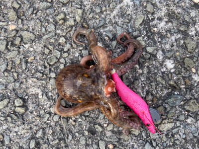 昼までもタコ釣れた^_^♫