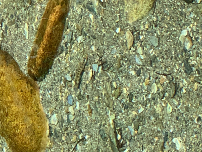 渓流に癒されて