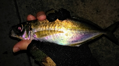 LSJアジングリレー1900〜2040