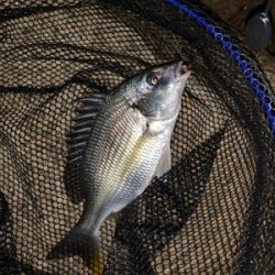 時合いは19時から