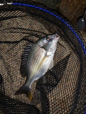 時合いは19時から