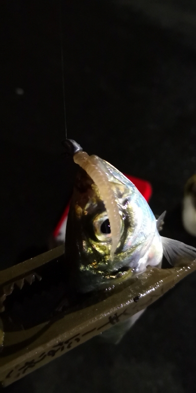 アジング練習 160