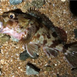 ガシラがカーニバル