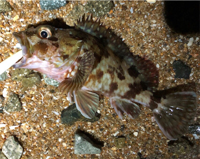 ガシラがカーニバル