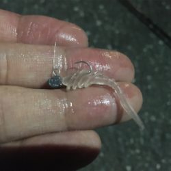 安定の入れ食い状態