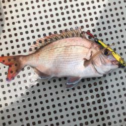 イカメタル　SLJ