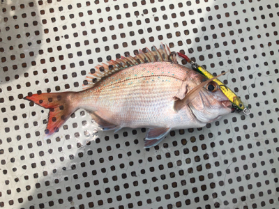 イカメタル　SLJ