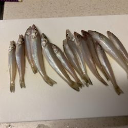 今年初キス釣り