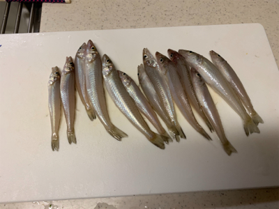 今年初キス釣り