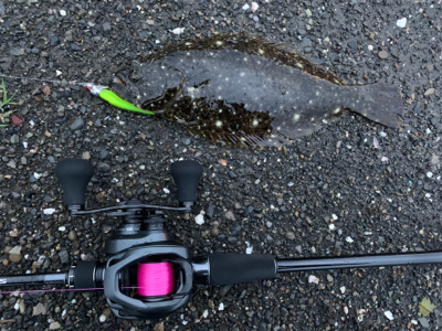 シーバスがいない。