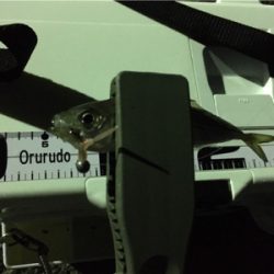 豆アジング中のゲスト