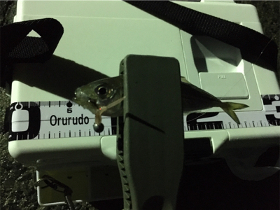 豆アジング中のゲスト