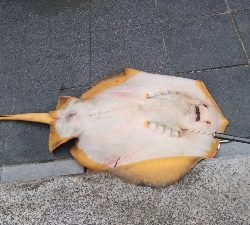 6/6釣果ツバスチヌグレガシラ小サバアカエイ