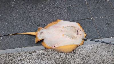 6/6釣果ツバスチヌグレガシラ小サバアカエイ