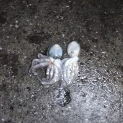 6/11釣果キビレタコアジサバ